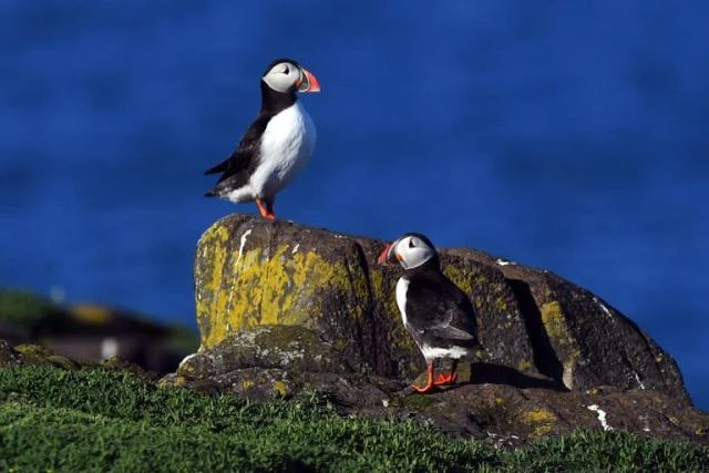 Over half of seabirds in UK and Ireland 'in decline': survey