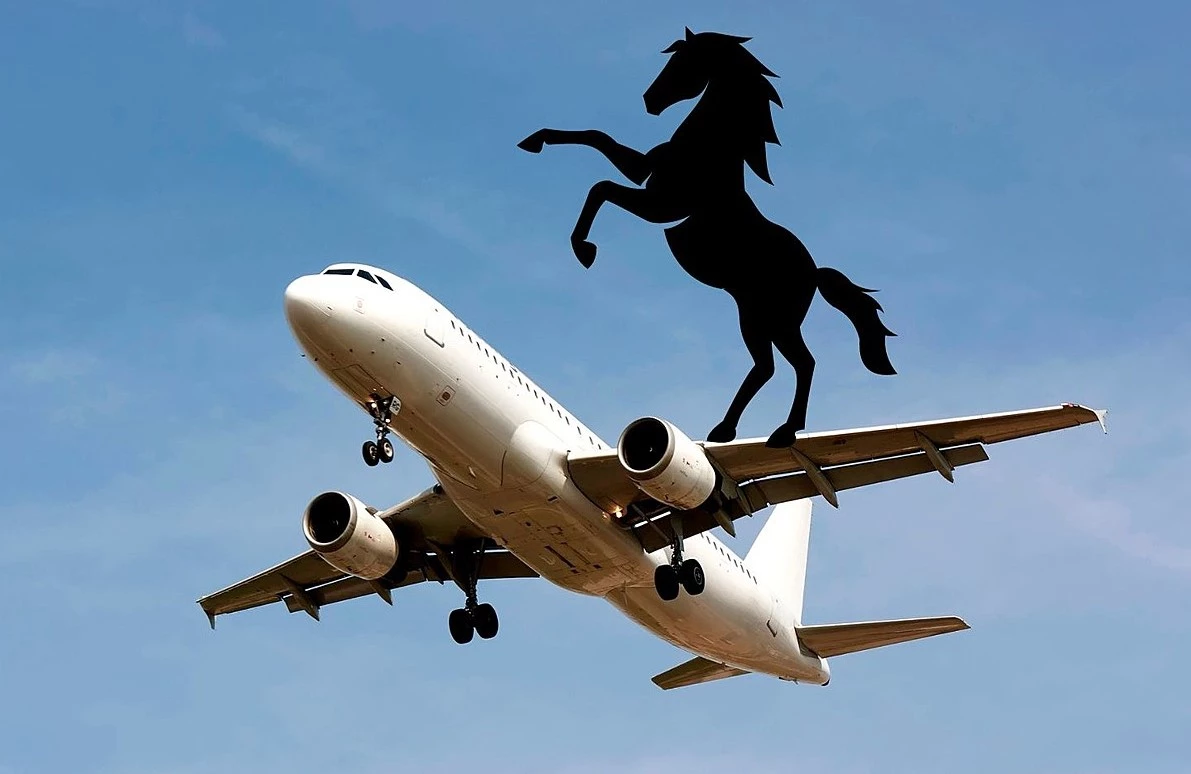 Pilot turns flight around after horse got loose on plane