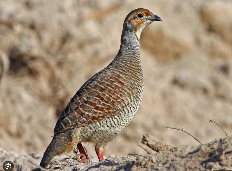 Punjab govt allows hunting of partridges for two months