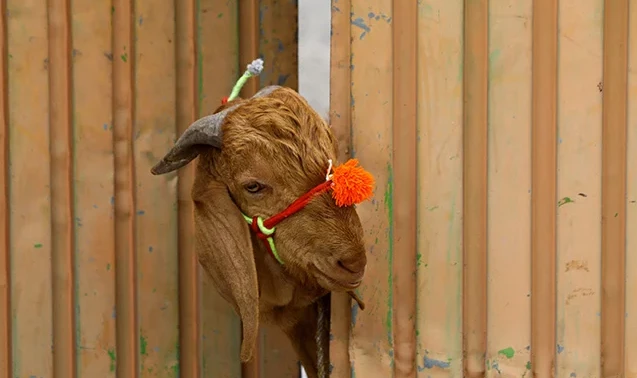 Six Karachi police officers turn goat thieves