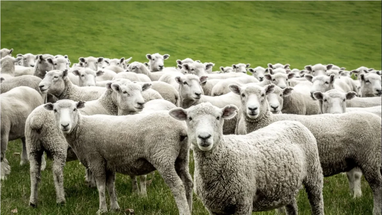 Train mows down over 50 sheep near Ahmedpur Sharqia