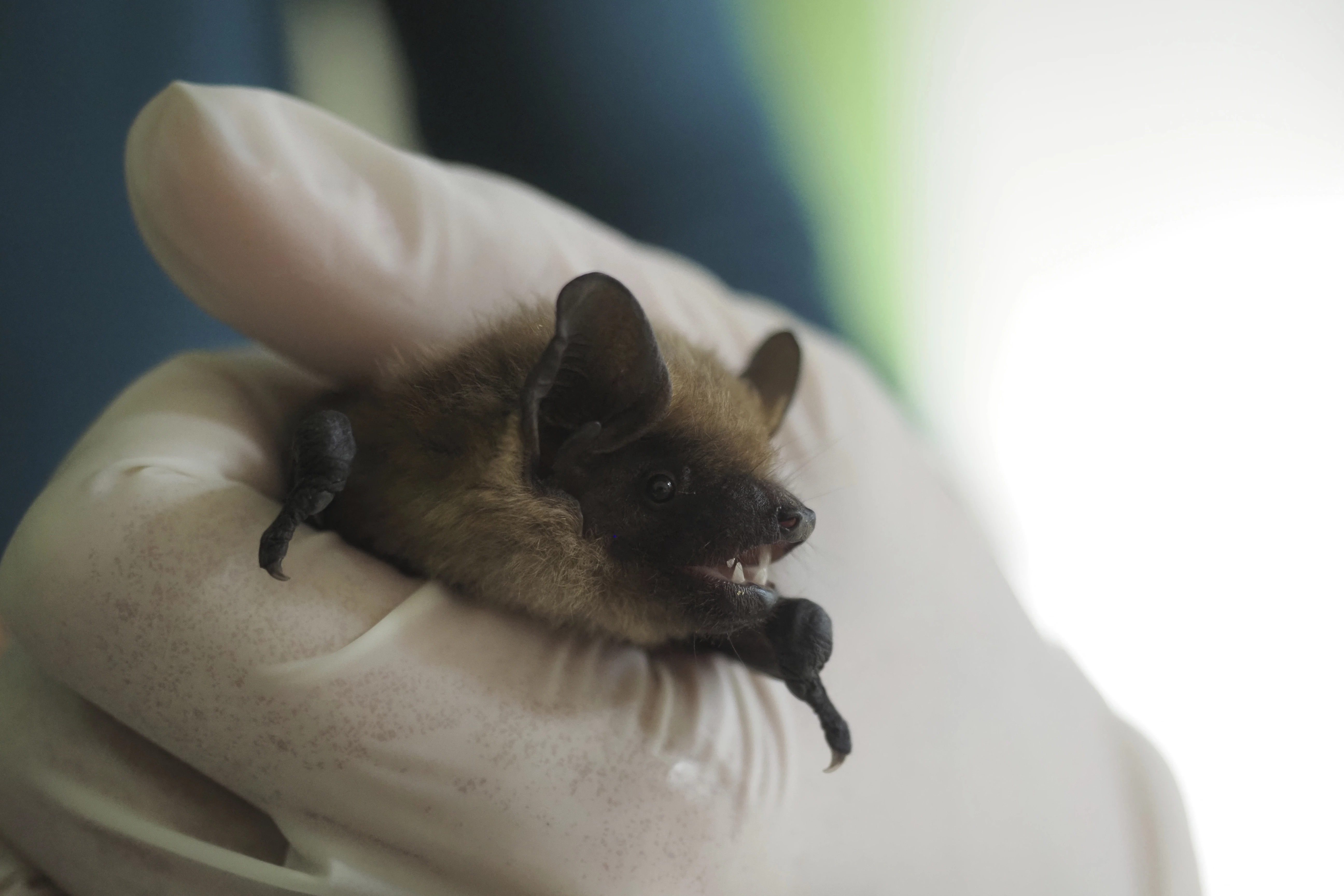 Dutch retiree helps solve mystery of strangely large bat penis