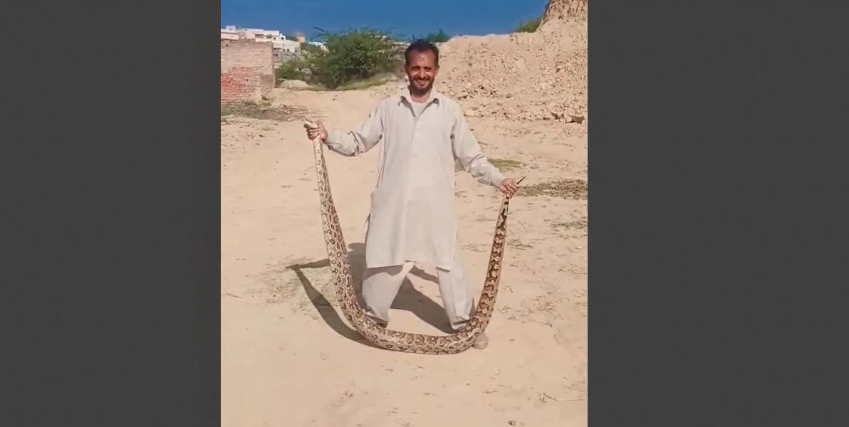 Kharian man captures 12-foot-long python