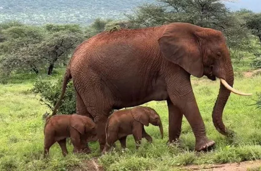 Rare elephant twins born in Kenya