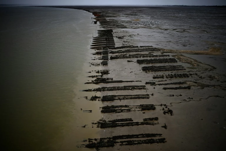 Climate change gets in the way of French oyster culture