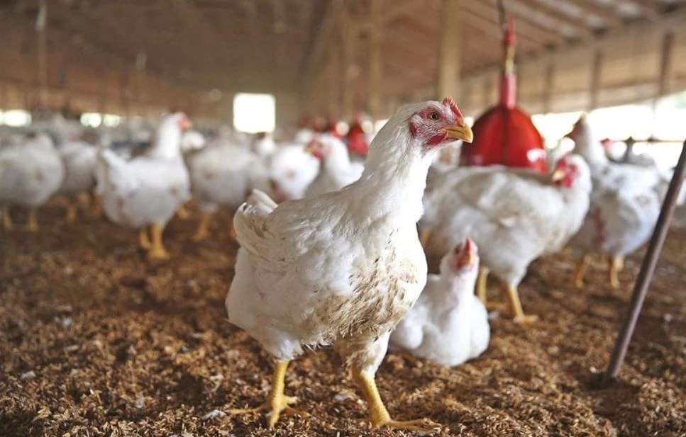 Bad news for chicken meat lovers: Wholesalers and retailers announce strike tomorrow