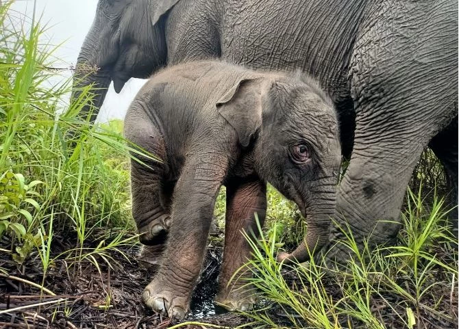 Endangered Sumatran elephant born in Indonesia, second in weeks