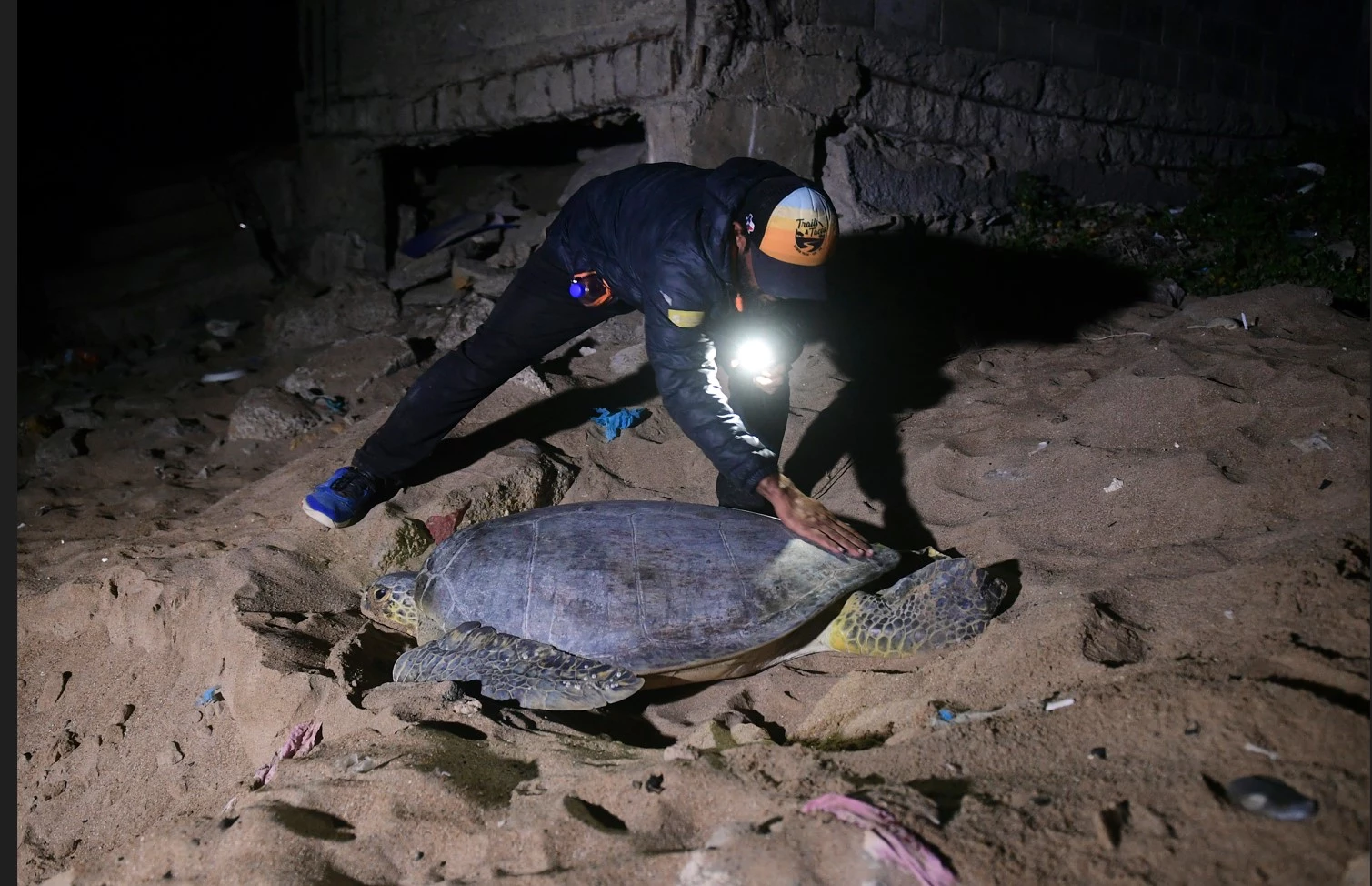 Green turtles fight to survive against Karachi's urban sprawl