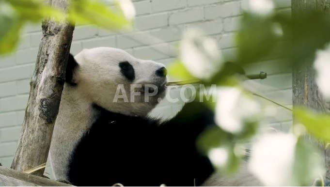 Hard to bear: UK's only pandas return to China