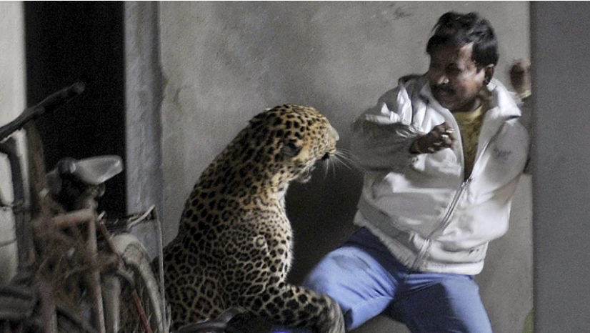 Leopard kills visitor at Bahawalpur Zoo