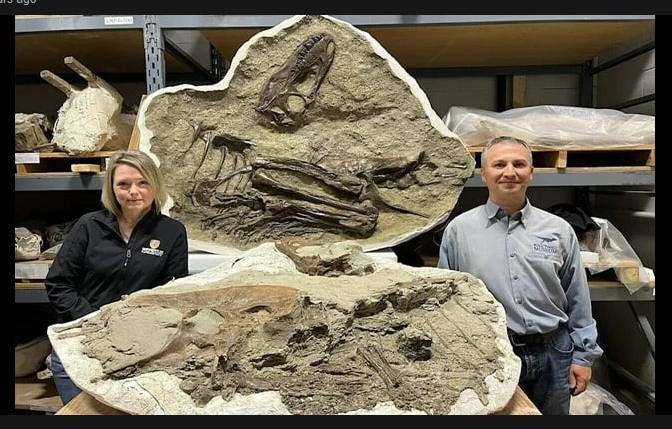 First prey found in a tyrannosaur stomach