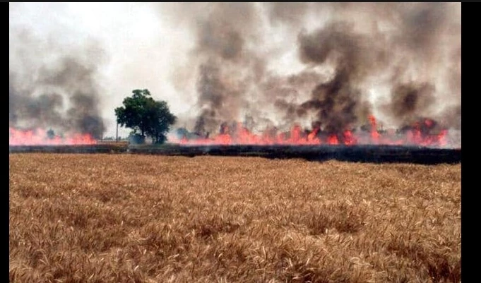 Village bigwigs torch girl’s rice crop to punish her for getting education in Larkana