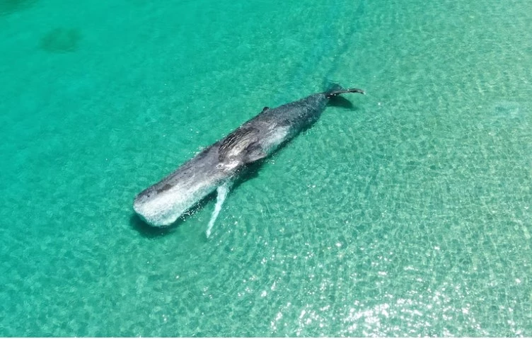 Sperm whale dies after rare foray into shallow Australian waters