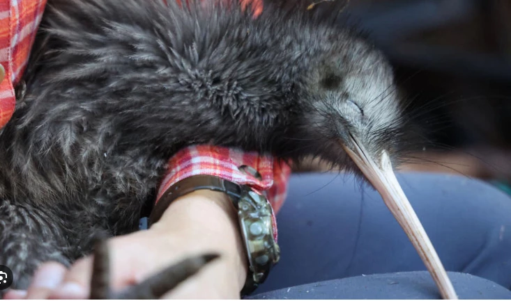 New Zealand store pulls kiwi chew toys after conservation backlash