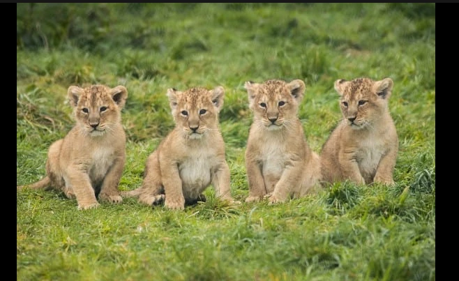 Lioness gives birth to four cubs at Lahore Safari Park