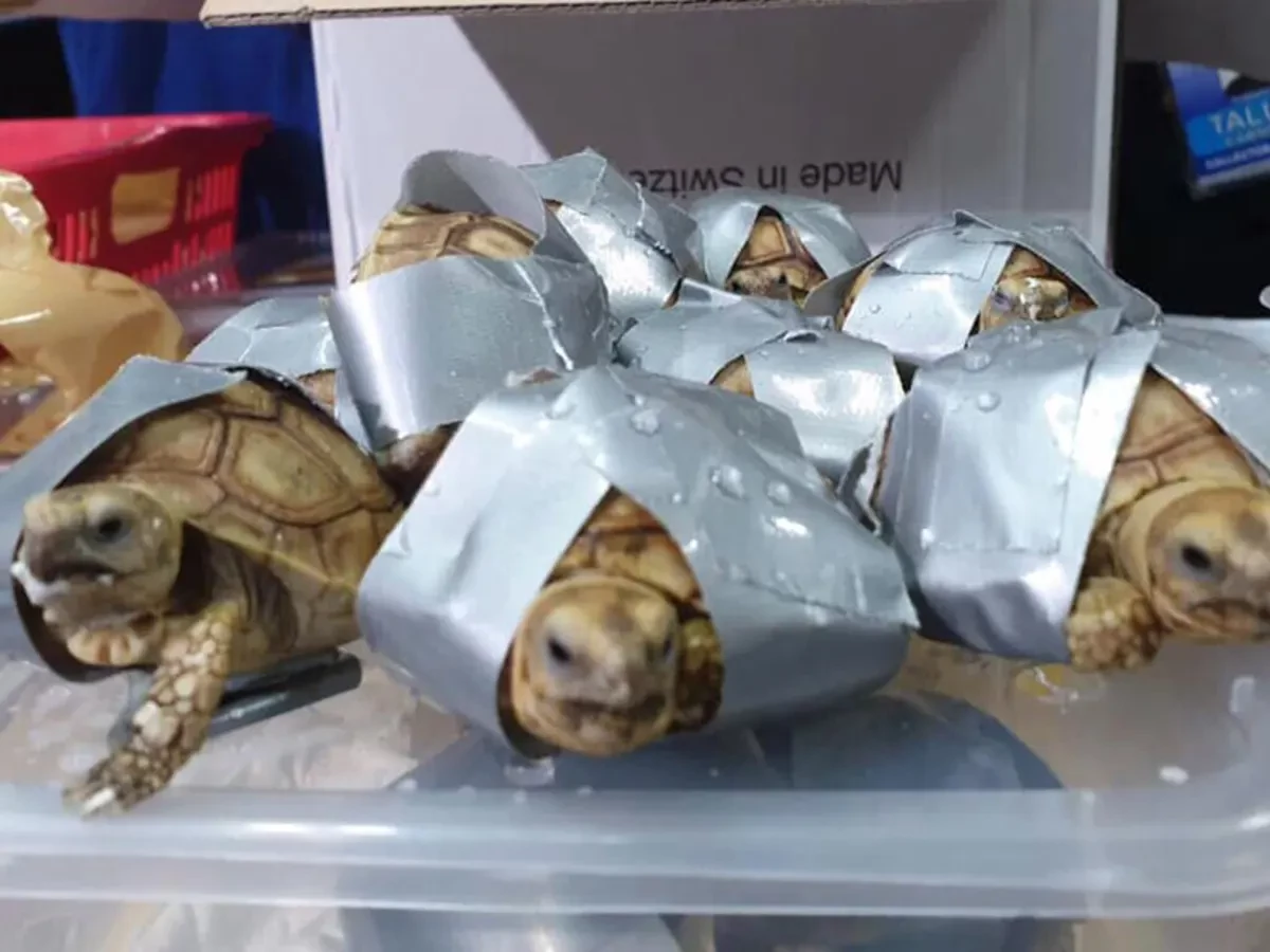 Peru seizes 4,000 live Amazon turtles at airport