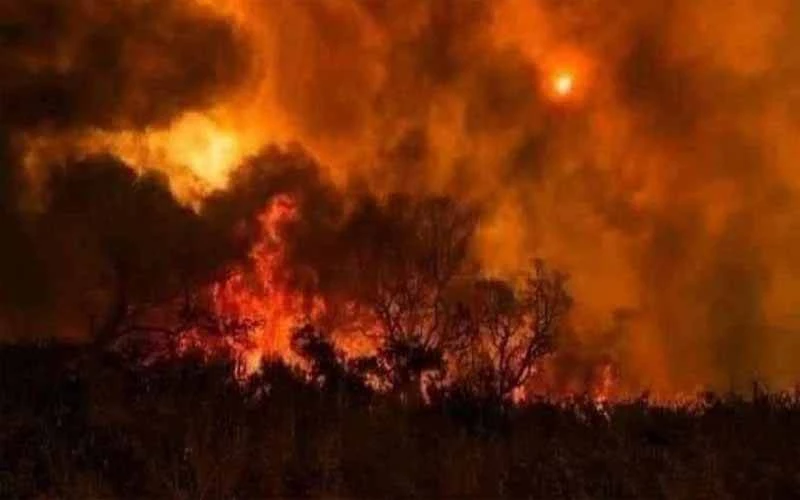 Devastating fire engulfs Koh Sarban forest in Abbottabad, causing damage to valuable trees