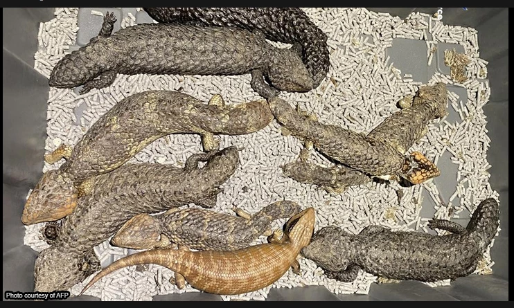 Australian police bust native reptile smuggling ring