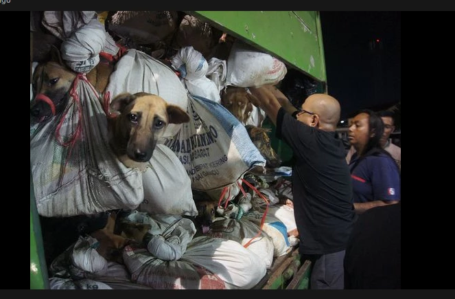 Indonesian police seize truck with over 200 dogs bound for slaughter