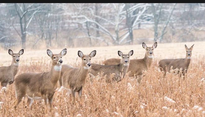 Seven deer stolen from Lahore’s Jallo Park