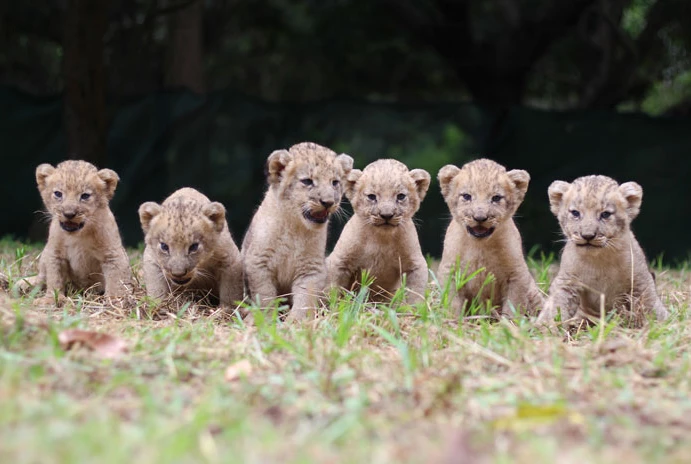 White African lioness gives birth to sextuplets in Karachi zoo