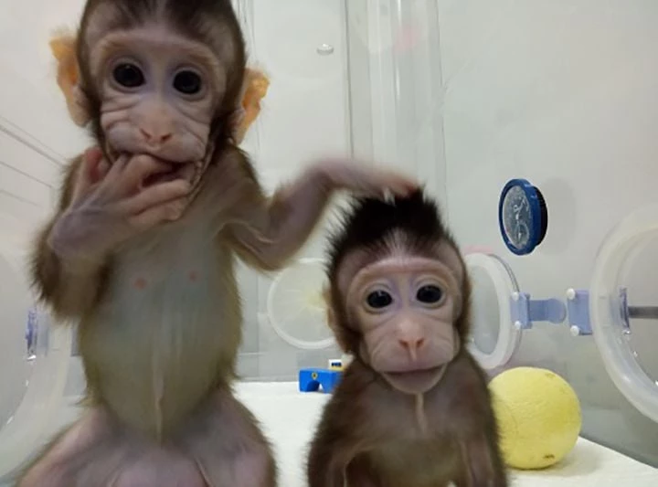 Scientists clone first rhesus monkey using new method