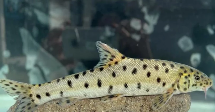 Turkey hails discovery of endangered leopard barbel fish