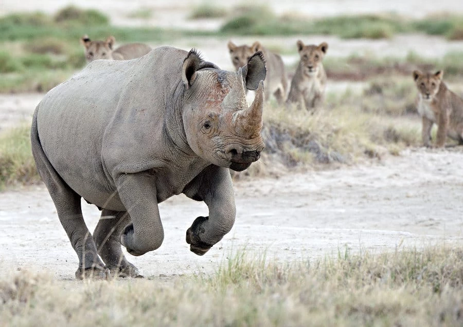 Scientists reveal IVF breakthrough that could save rhino species