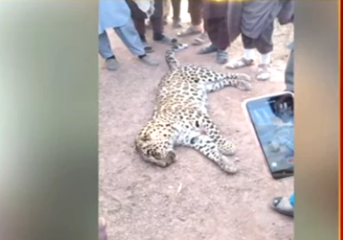 Stray cheetah shot dead, skinned in Bajaur after attack