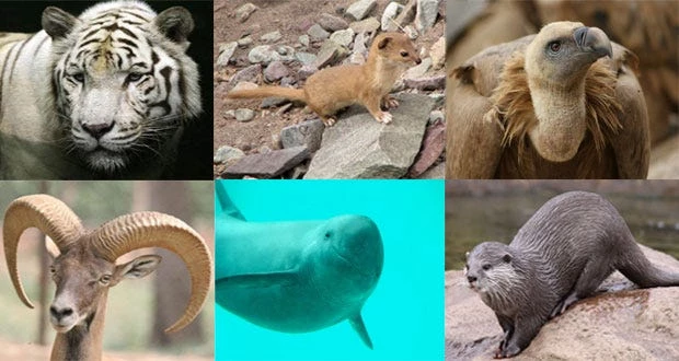 10 unique animals that are only found in Pakistan