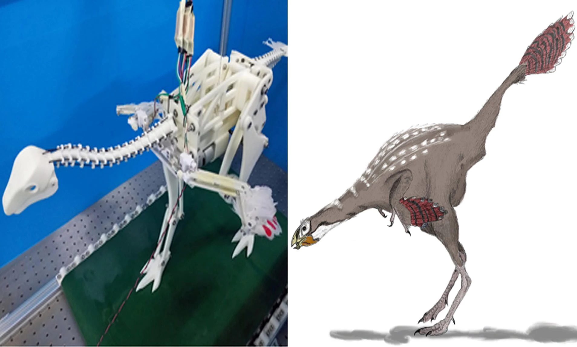 Robot shows how dinosaurs flapped feathers to scare prey