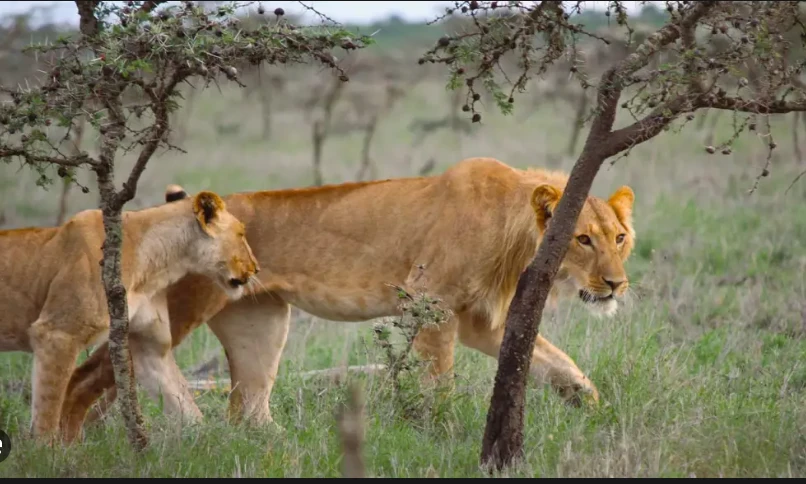 How an invasive ant caused lions to change their diet