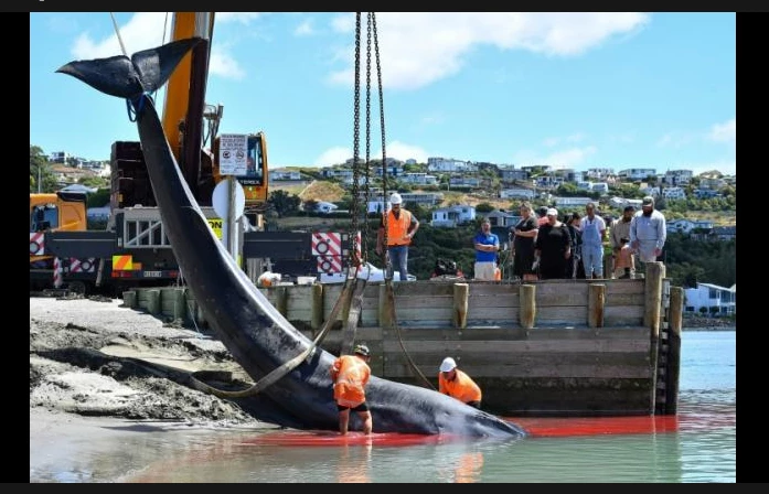 Crowd gathers on New Zealand beach after stranded whale dies