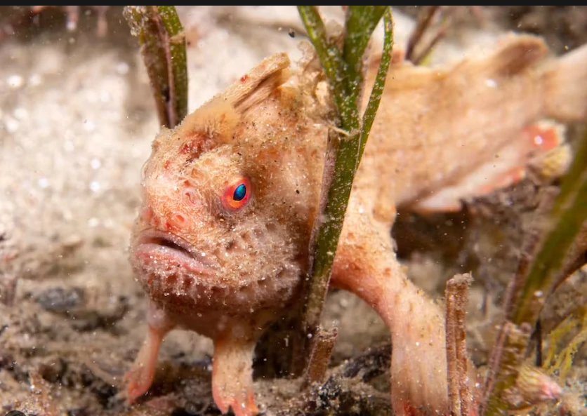 Australia scientists pluck rare handfish from ocean due to climate risk