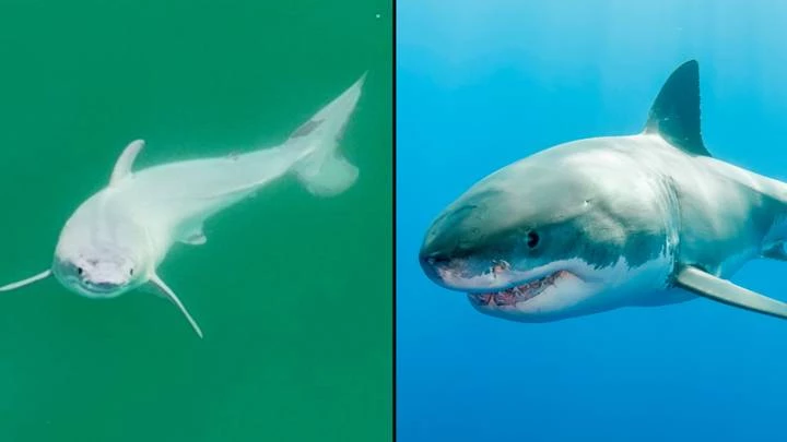 Possible 'first' sighting of newborn great white shark