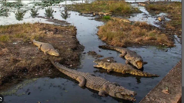 Ivory Coast's 'sacred' crocs pull in the crowds