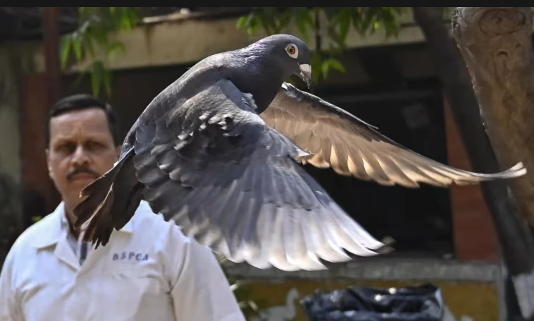 India releases pigeon accused of spying for China