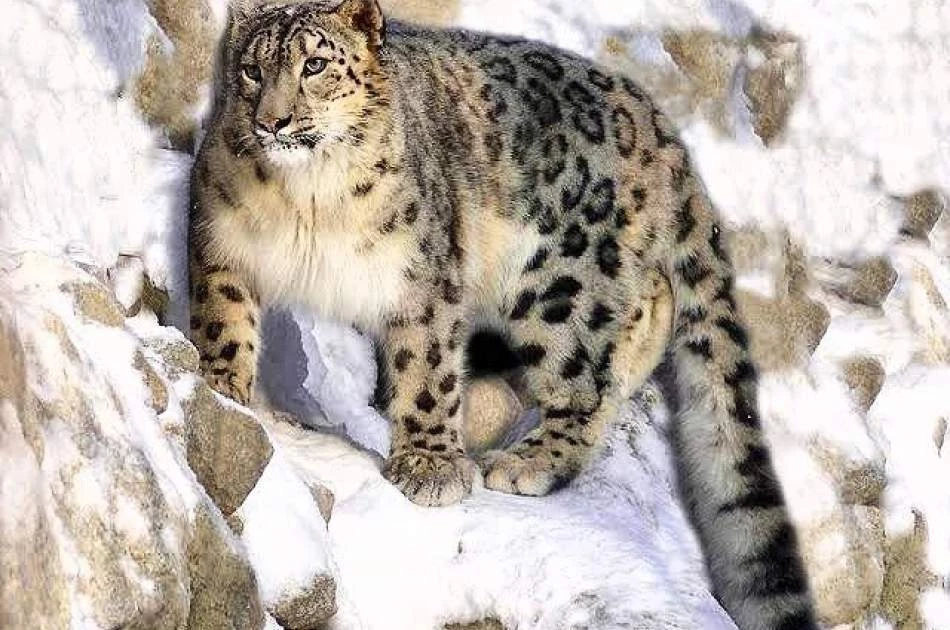 Afghan authorities capture rare snow leopard after livestock killed