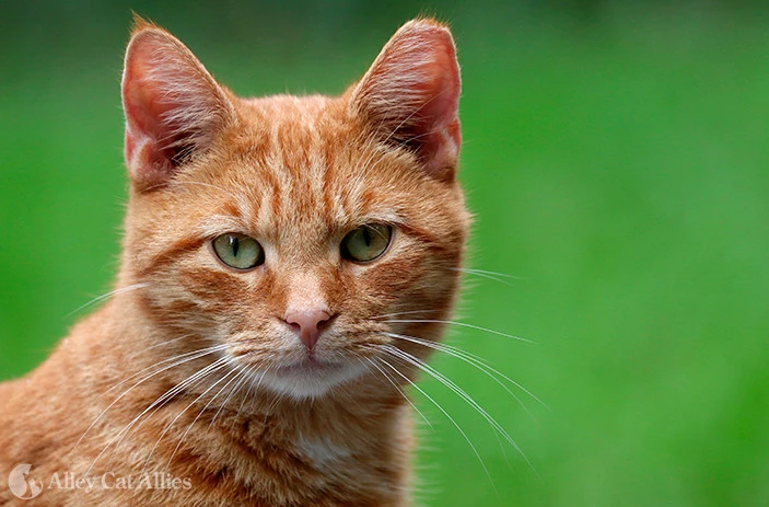 Man lands in mental hospital after eating raw cat meat in India