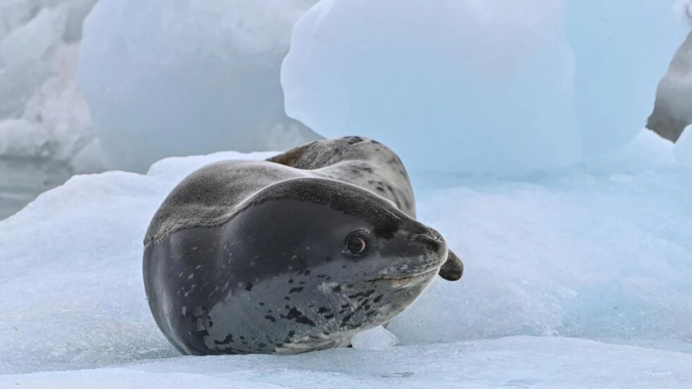 Scientists study levels of toxic mercury in Antarctic seals, whales