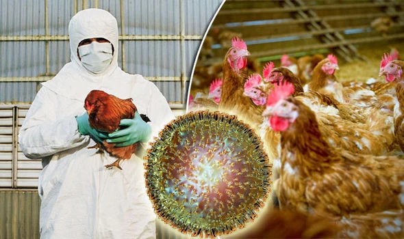 Czechs cull 140,000 birds in bird flu outbreak