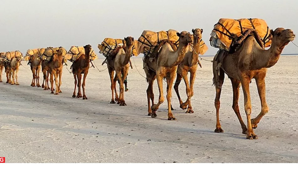 12-camel convoy loaded with 852kg hashish seized in Gwadar