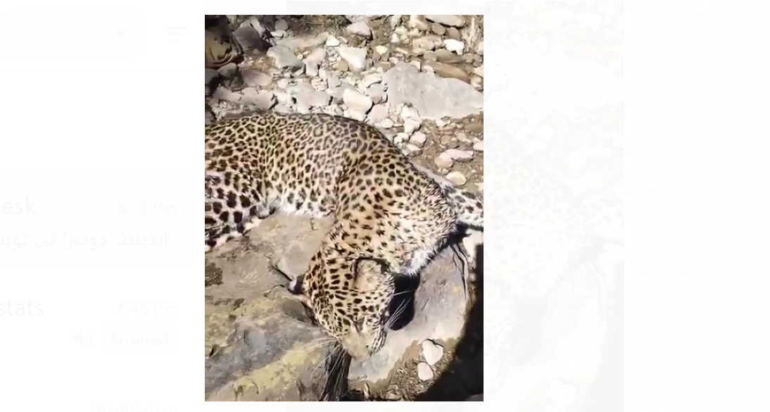 Two leopards found dead at Changla Gali, Abbottabad