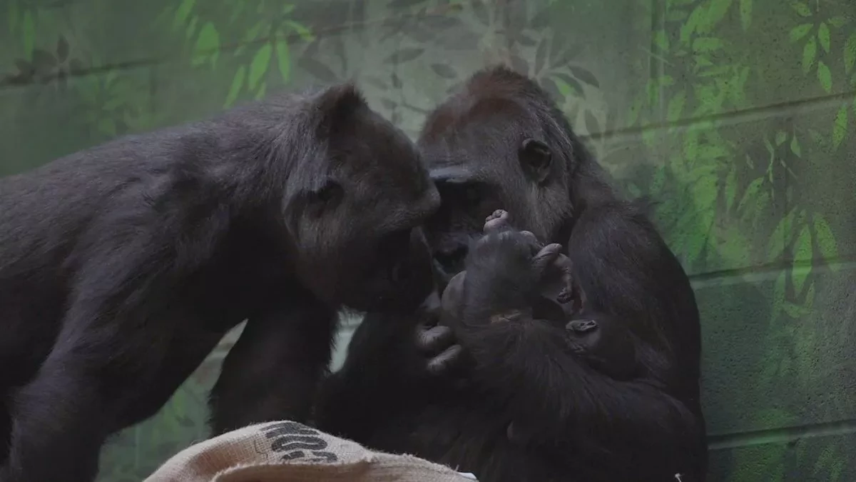 Second critically endangered gorilla born at London Zoo in a month