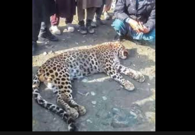 Five arrested for killing three rare leopards in Abbottabad