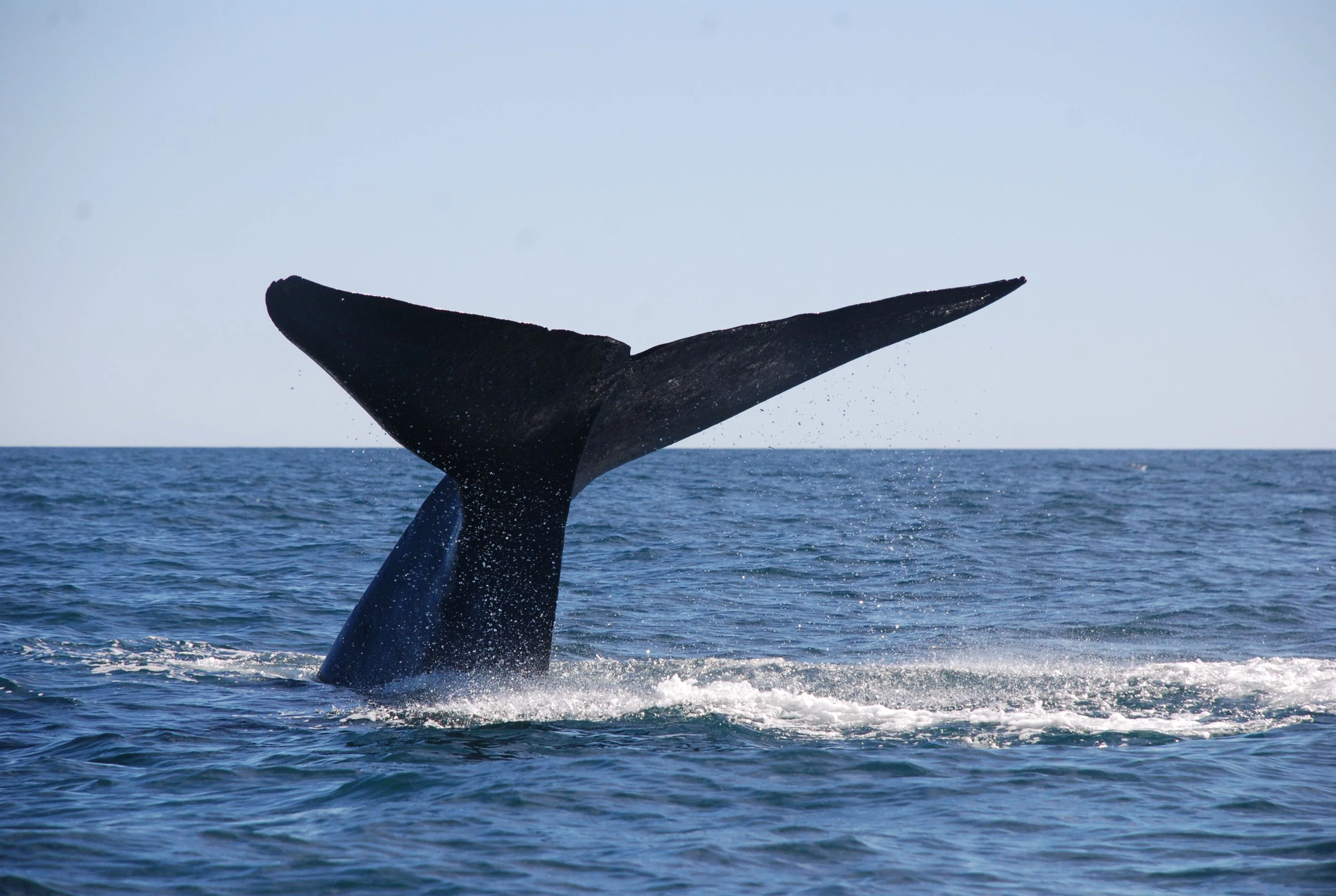 Whales 'cannot out-sing' human noise pollution