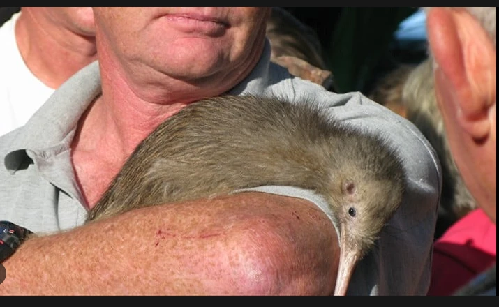 New Zealand opens first 'kiwi hospital' for injured birds