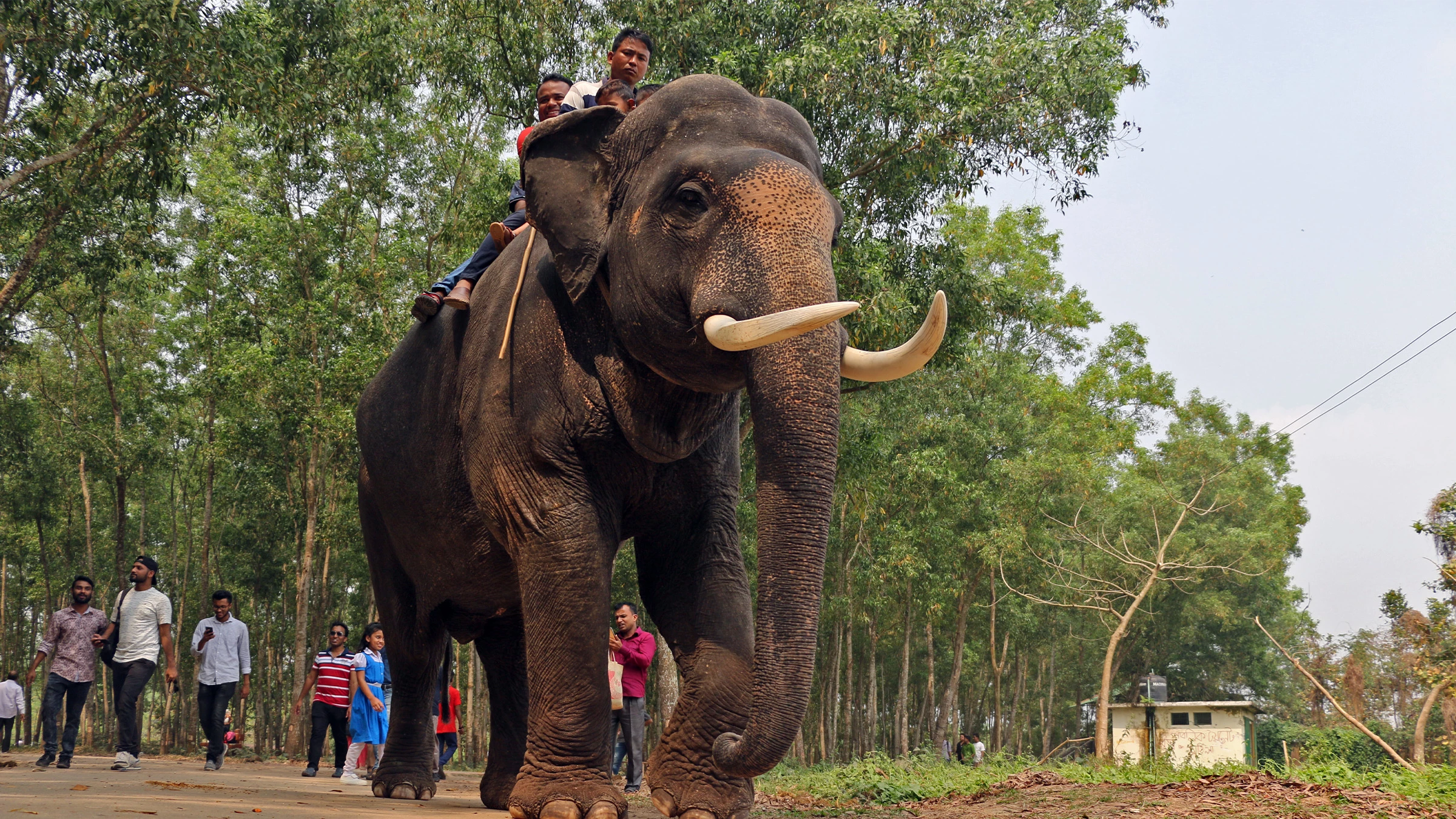 Bangladesh court halts wild elephant adoption