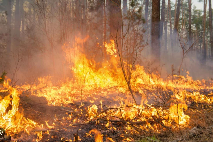 Fire erupts in Abbasia forest spreading over 50 hectares in Liaquatpur