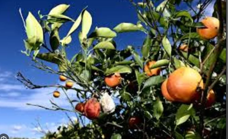 Oranges wither, cows go hungry in drought-hit Sicily